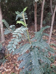 Sophora macrocarpa
