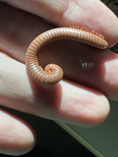 Rusty Millipede photo 3
