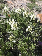 Oxytropis borealis
