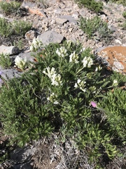Oxytropis borealis