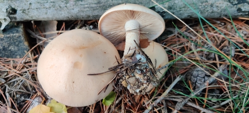 Hebeloma laterinum — (c) Ondřej Křivan, some rights reserved (CC BY)