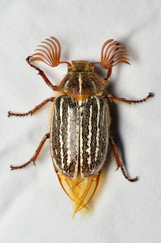 Mount Hermon June Beetle Polyphylla barbata iNaturalist NZ