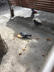 Columba livia domestica