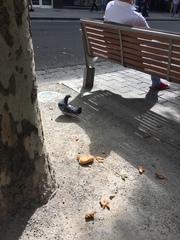 Columba livia domestica