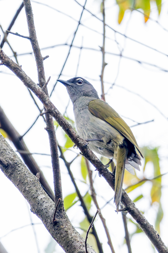Black-browed Mountain Greenbul (Arizelocichla fusciceps)