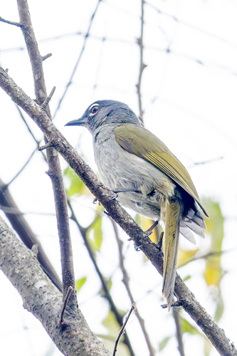 Black-browed Mountain Greenbul (Arizelocichla fusciceps), photo 2