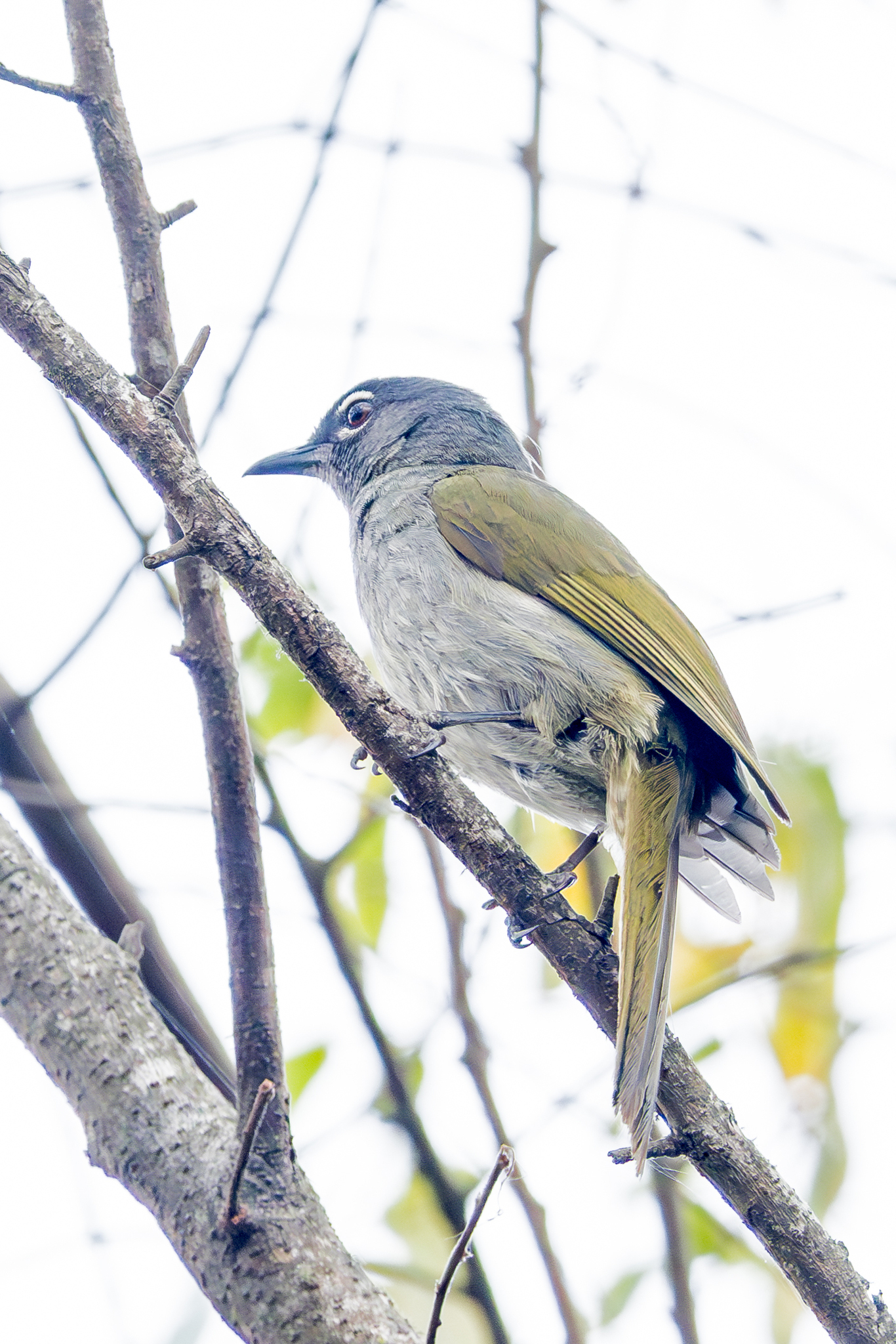 Black-browed Mountain Greenbul (Arizelocichla fusciceps), photo 2