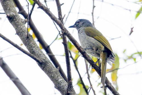 Black-browed Mountain Greenbul (Arizelocichla fusciceps), photo 5