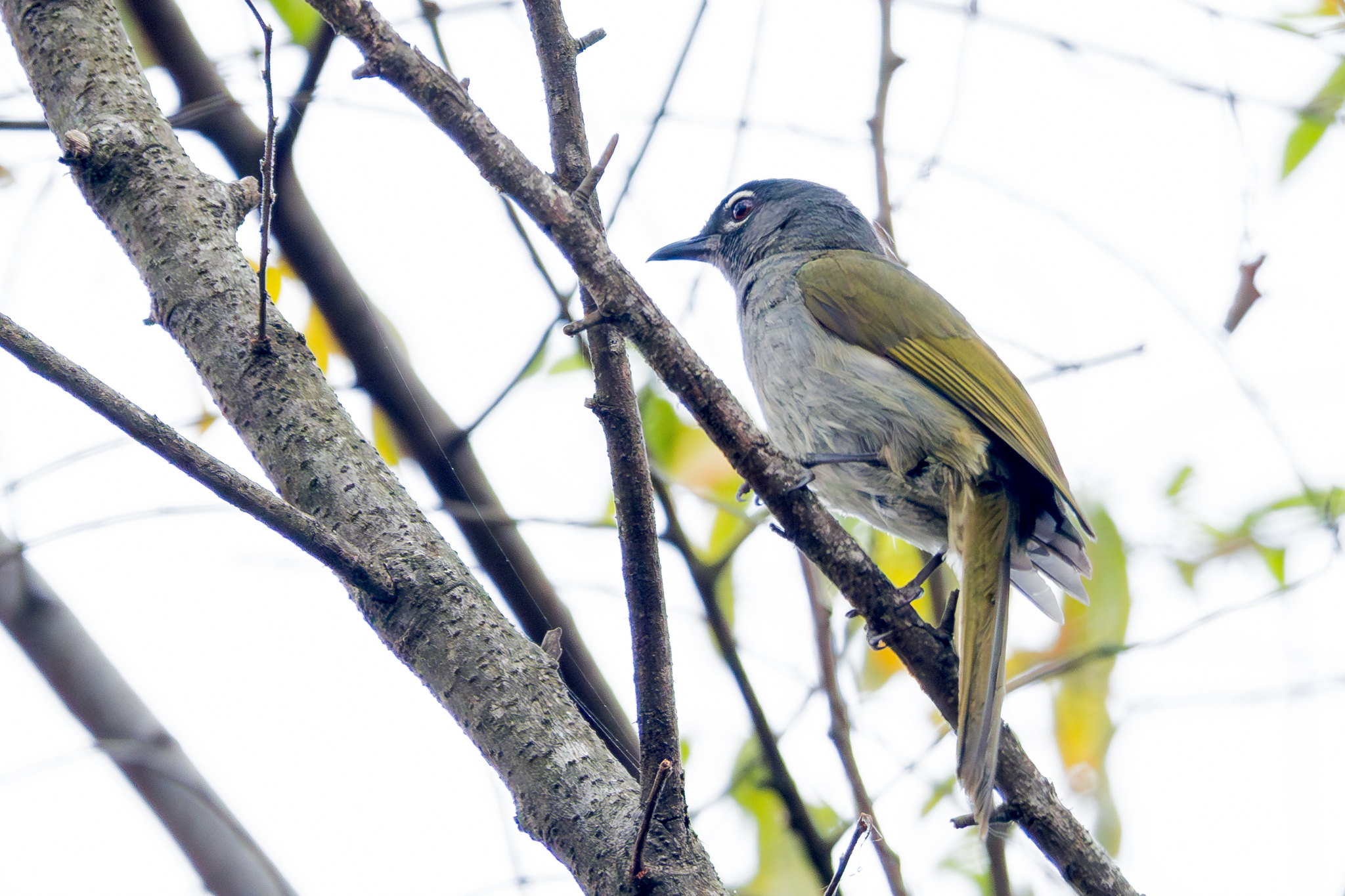 Black-browed Mountain Greenbul (Arizelocichla fusciceps), photo 3