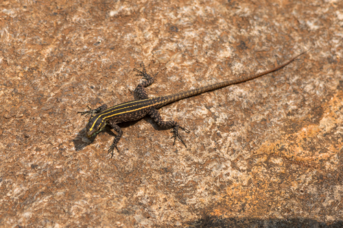 Mitchell's Flat Lizard