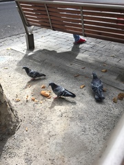 Columba livia domestica