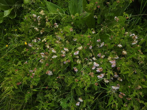 Image of Vicia orobus by (c) Yves Bas, some rights reserved (CC BY)