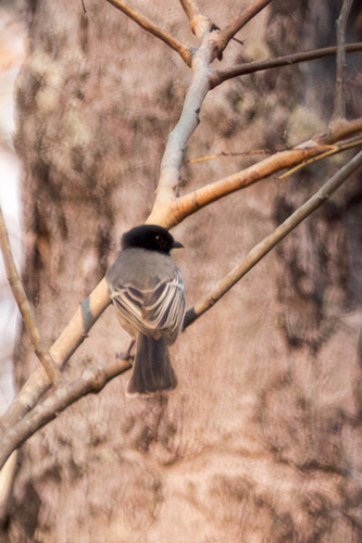 Rufous-bellied Tit (Melaniparus rufiventris), photo 10