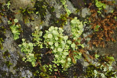 Cladonia carneola