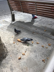 Columba livia domestica