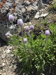 Anemone multifida saxicola
