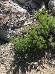 Anemone multifida saxicola
