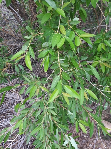 Image of Salix lutea by (c) runcator, some rights reserved (CC BY)