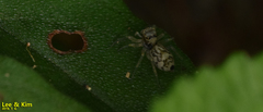 Phintella cavaleriei
