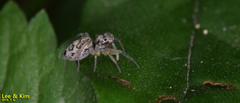 Phintella cavaleriei