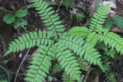 Image of Adiantum villosum by (c) Ricard Busquets Reverte, some rights reserved (CC BY)