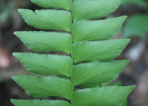 Image of Woolly Maidenhair (Adiantum villosum) by (c) Ricard Busquets Reverte, some rights reserved (CC BY)