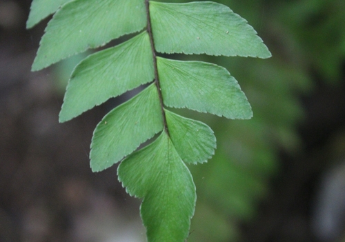 Image of Adiantum villosum by (c) Ricard Busquets Reverte, some rights reserved (CC BY)