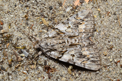 Catocala verrilliana