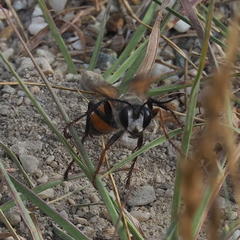 Sphex funerarius