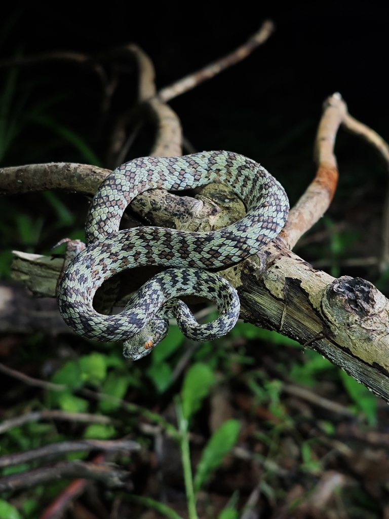 Hon Son Pit Viper