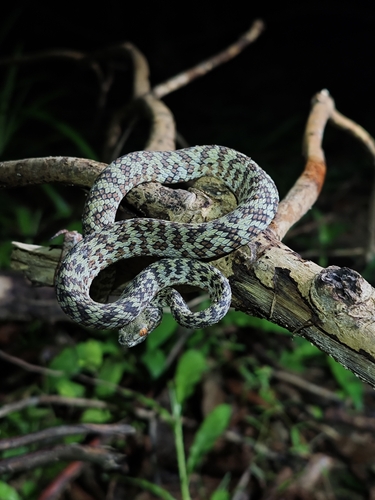 Hon Son Pit Viper, Trimeresurus honsonensis