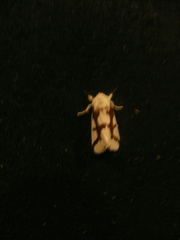 Euerythra phasma