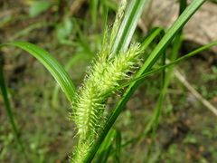 Carex retrorsa