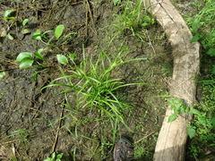 Carex retrorsa