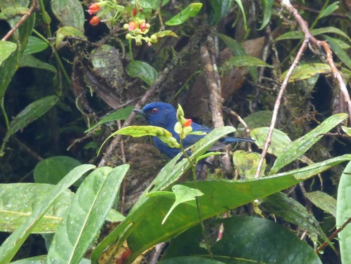 Indigo Flowerpiercer (Diglossa indigotica), photo 4