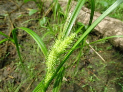 Carex retrorsa