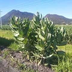 Asclepias notha