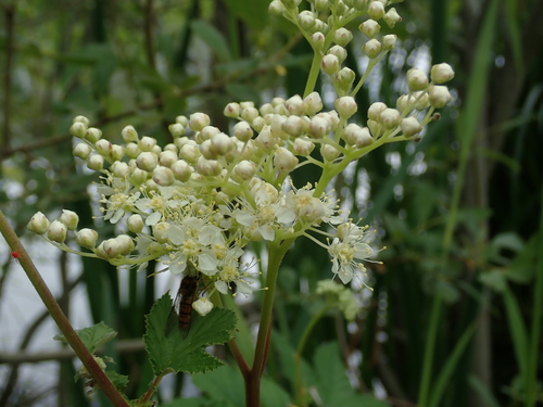 Filipendula ulmaria
