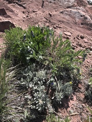 Mertensia lanceolata