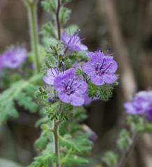 Phacelia floribunda