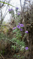 Phacelia floribunda