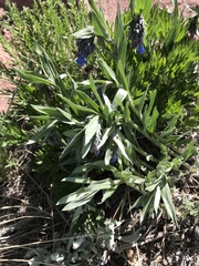 Mertensia lanceolata
