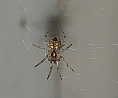 Zygiellinae