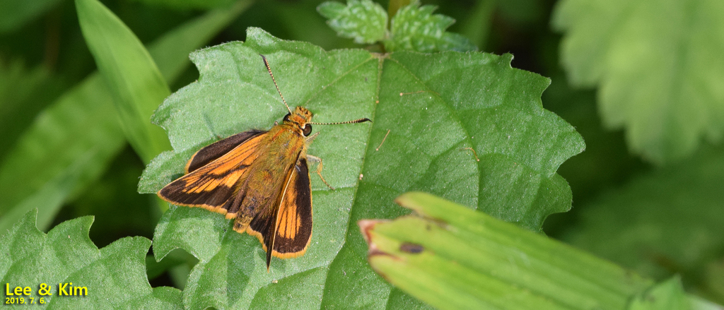 Ochlodes ochracea