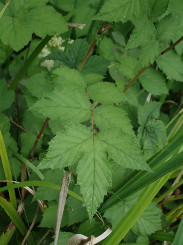 Filipendula ulmaria