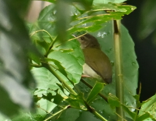 iNaturalist image