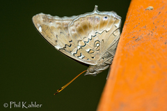 Historis acheronta
