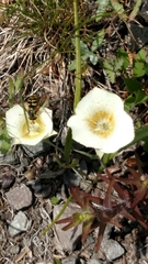 Calochortus subalpinus
