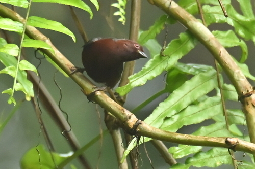 iNaturalist image