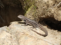 Sceloporus megalepidurus